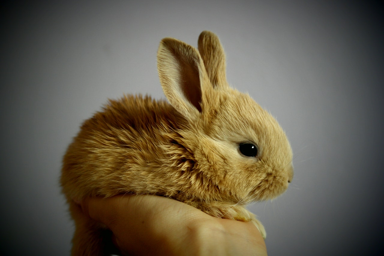 bunny-cute-detail-53966